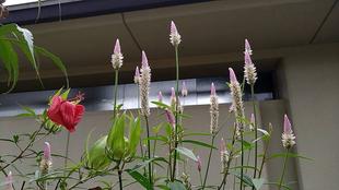 第一レストハウス脇のプランター　９月７日撮影