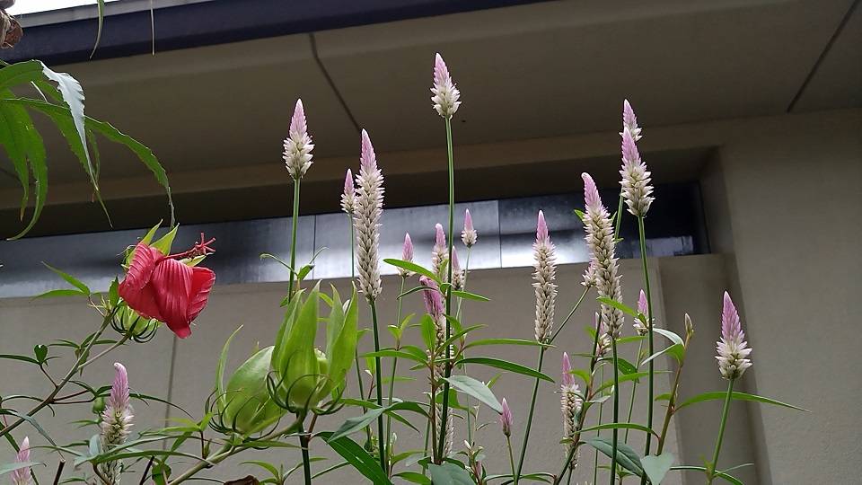 第一レストハウス脇のプランター　９月７日撮影の写真