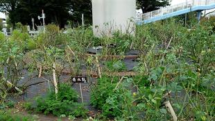 ナチュラリスティックガーデン(9/7)