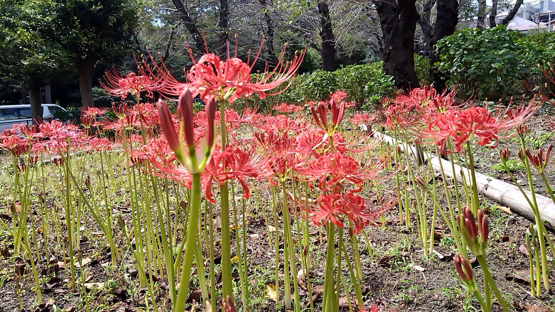 彼岸花（9/26撮影）の写真