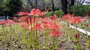 彼岸花（9/26撮影）