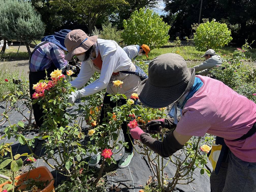 ボランティア団体さんとバラの夏剪定を行いました🌹の写真
