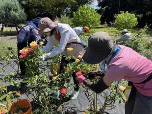 ボランティア団体さんとバラの夏剪定を行いました🌹