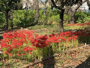 彼岸花が見頃になりました（10/2撮影）