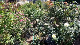 ナチュラリスティックガーデン（10/12・午前中撮影）