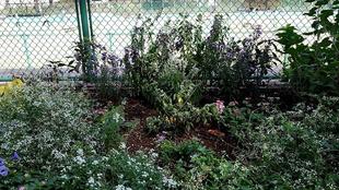 里山ガーデンからの贈りもの（10月19日午前撮影）