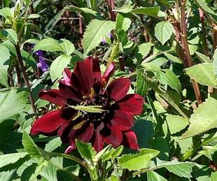 ナチュラリスティックガーデン（10/12午前中撮影）