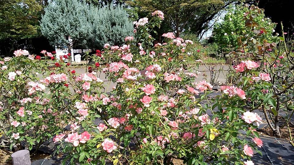 バラの開花🌹の写真