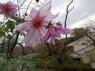 今が見ごろ【皇帝ダリア】