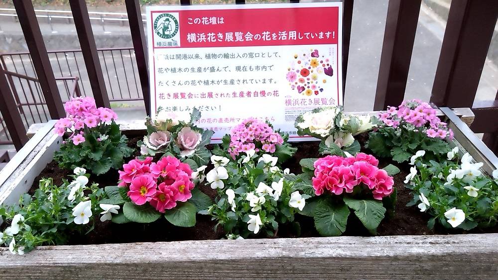 横浜花き展覧会の花がいっぱい!花壇でもお待ちしております。の写真