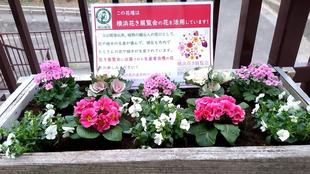 横浜花き展覧会の花がいっぱい!花壇でもお待ちしております。