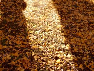 銀杏のじゅうたん