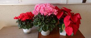 花き展覧会の花を展示や花壇に植えています