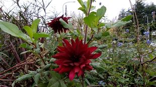 ナチュラリスティックガーデン(12/5)Vol.2