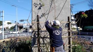 ナチュラリスティックガーデンのバラ冬剪定