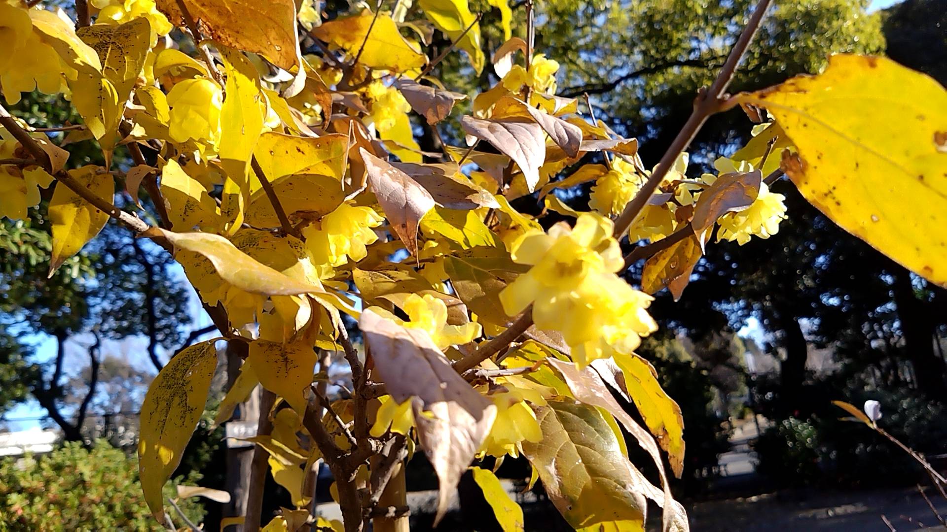 ロウバイの写真