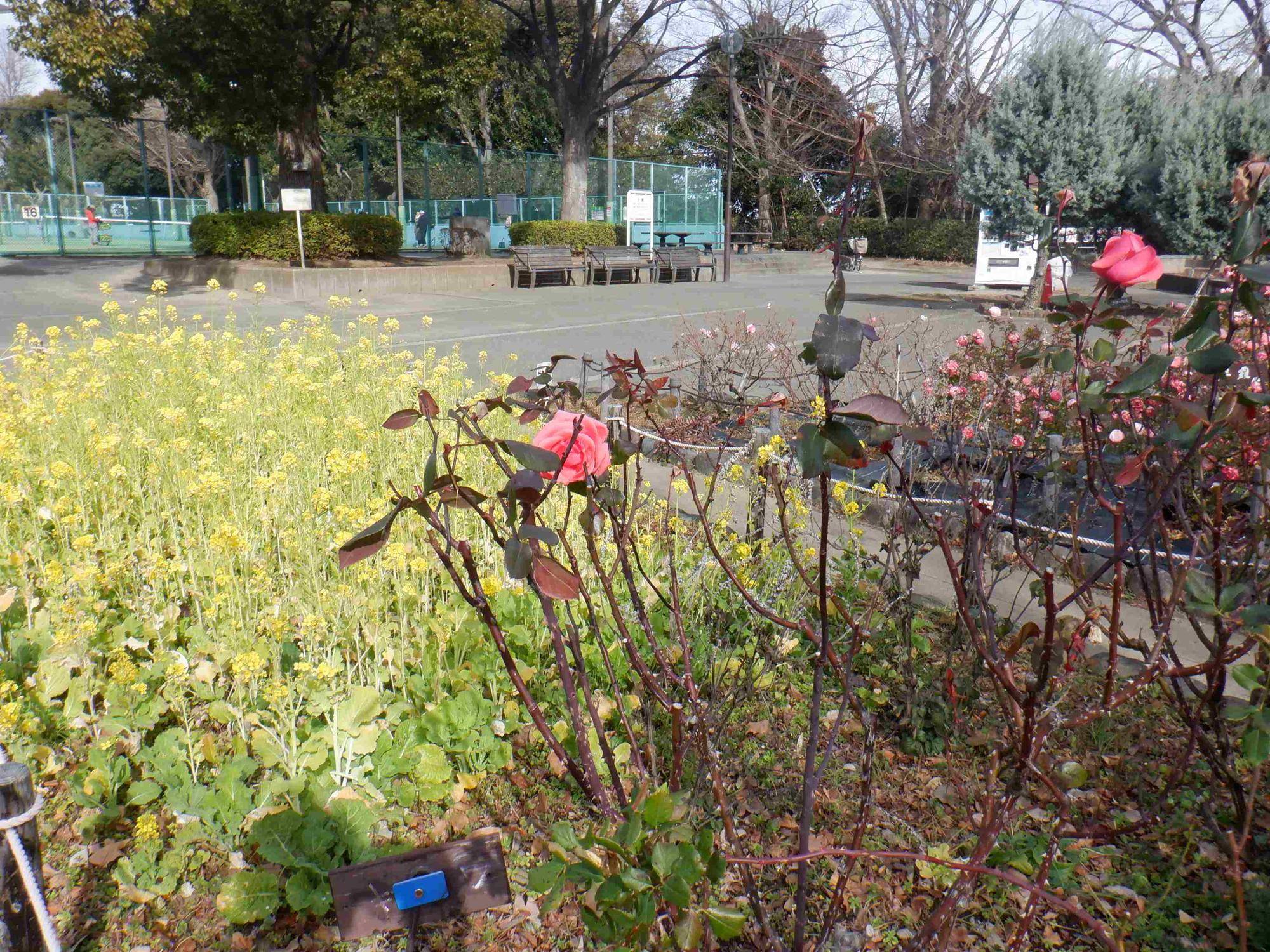 バラ園の菜の花の写真