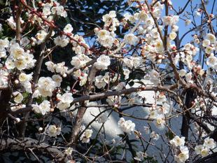 三ツ沢公園の梅