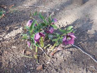 クリスマスローズとナチュラリスティックガーデン植栽