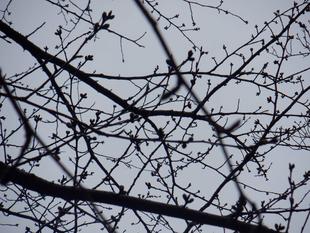 桜開花情報【2024年3月24日号】