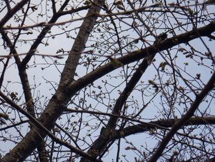 桜開花情報【2024年3月30日号】