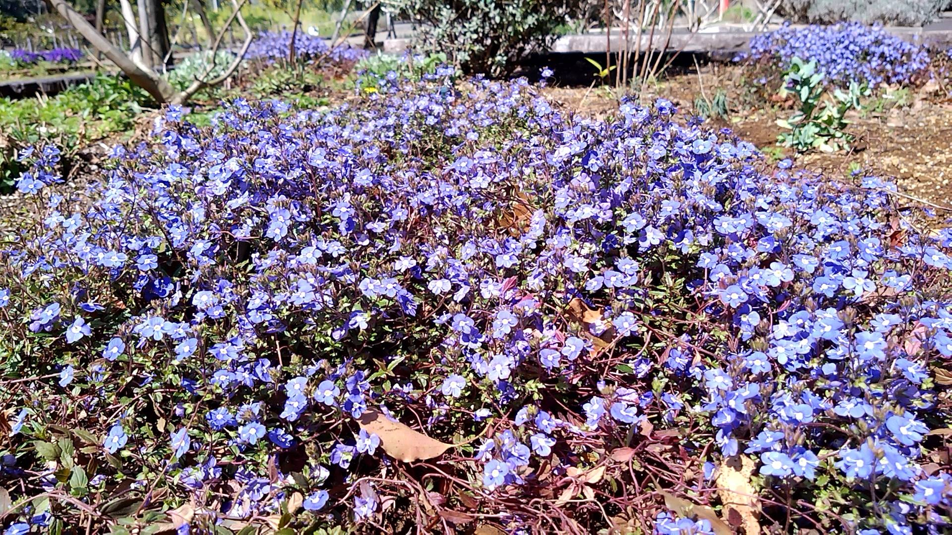 ハーブ宿根草花壇 3月30日11時頃撮影の写真