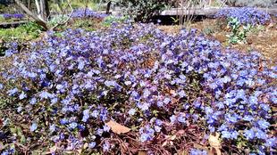 ハーブ宿根草花壇 3月30日11時頃撮影