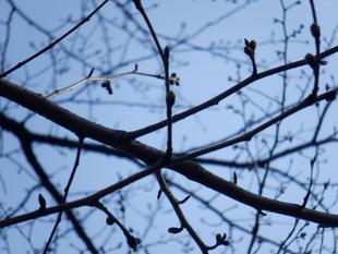 桜開花情報【2024年3月22日号】