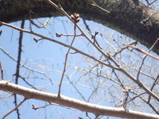 桜開花情報【2024年3月18日号】