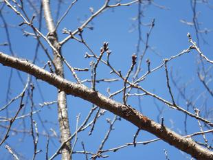 桜開花情報【2024年3月10日号】