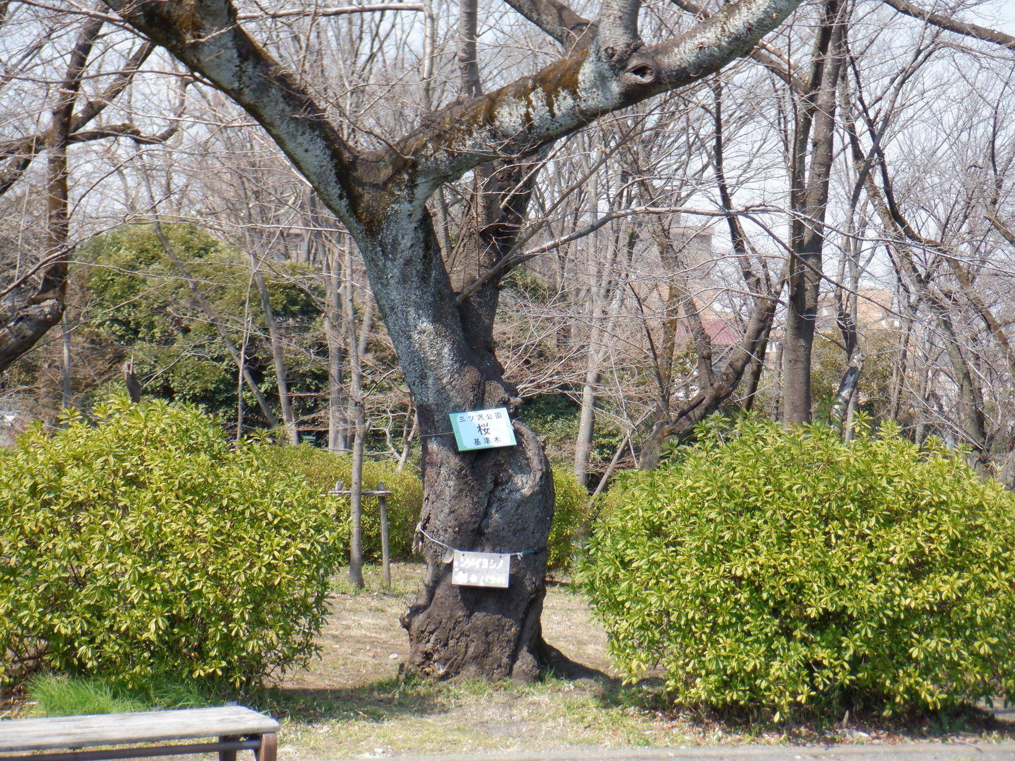 桜開花情報【2024年3月16日号】の写真