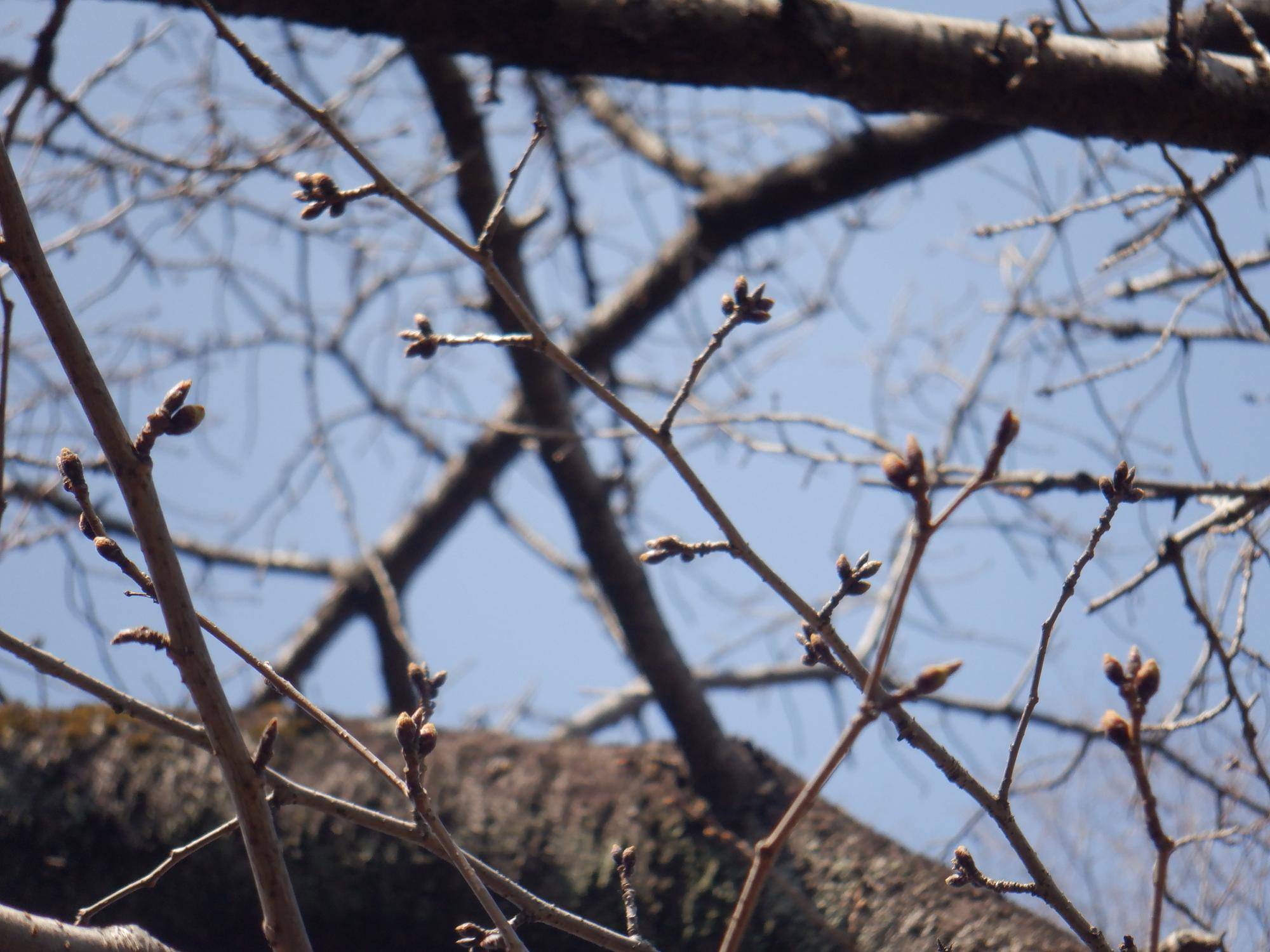 桜開花情報【2024年3月17日号】の写真