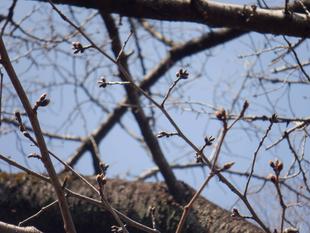 桜開花情報【2024年3月17日号】