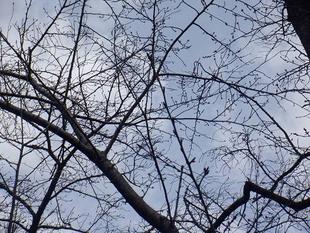 桜開花情報【2024年3月19日号】