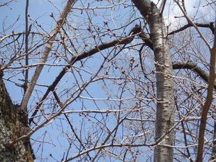 桜開花情報【2024年3月20日号】