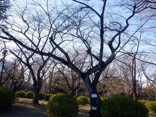 桜開花情報【2024年3月21日号】