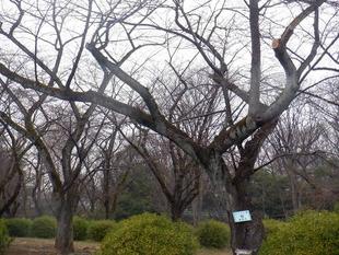 桜開花情報【2024年3月23日号】