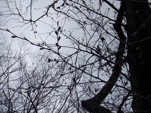 桜開花情報【2024年3月28日号】