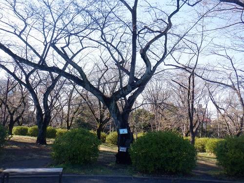 桜開花情報【2024年3月29日号】の写真