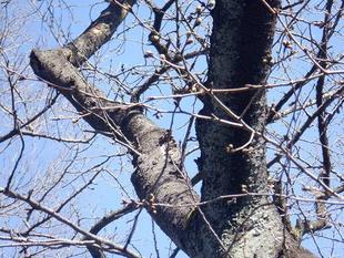 桜開花情報【2024年3月27日号】