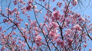 わんぱく広場の桜🌸