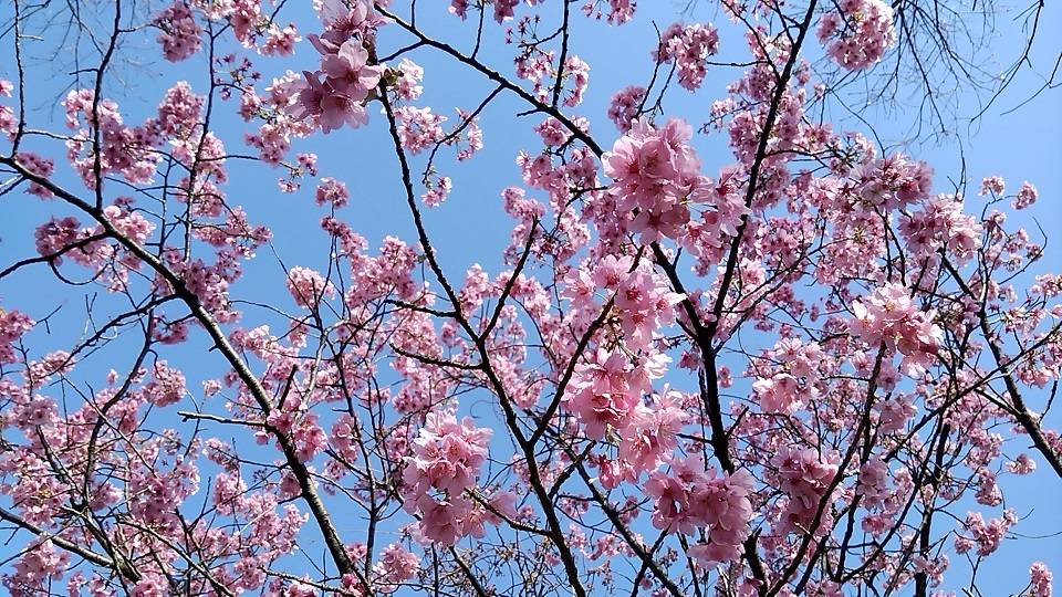 わんぱく広場の桜🌸の写真
