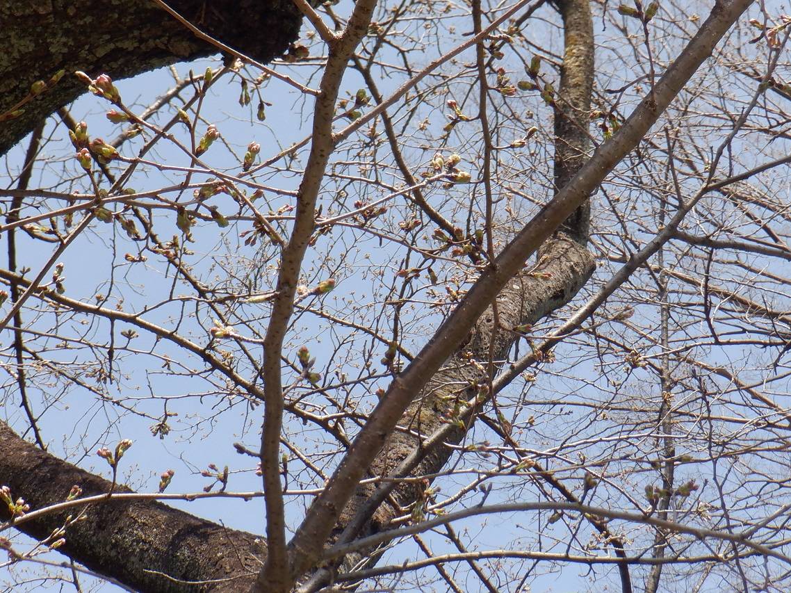 桜開花情報【2024年3月31日号】の写真