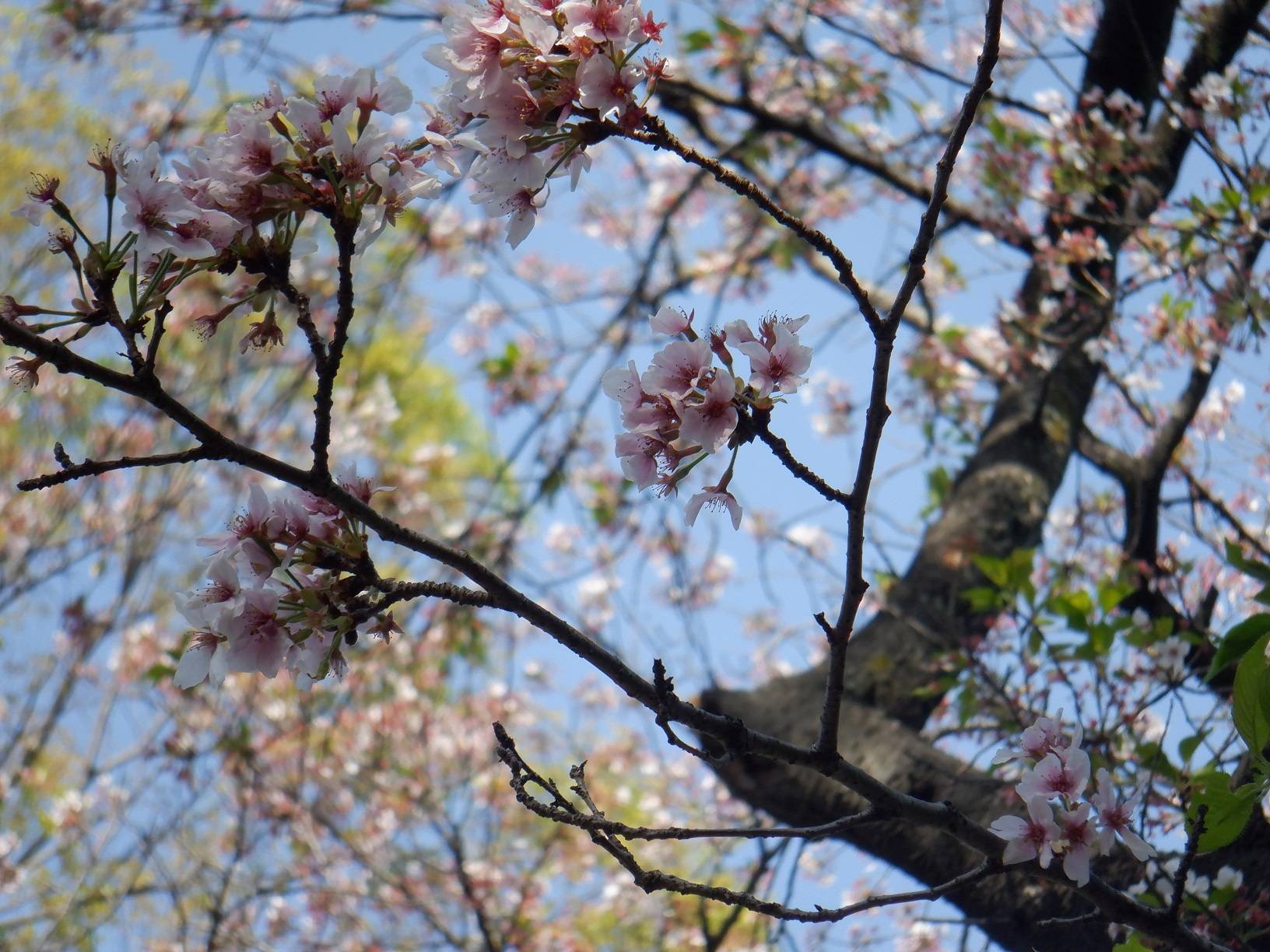 桜開花情報【4月14日号】の写真