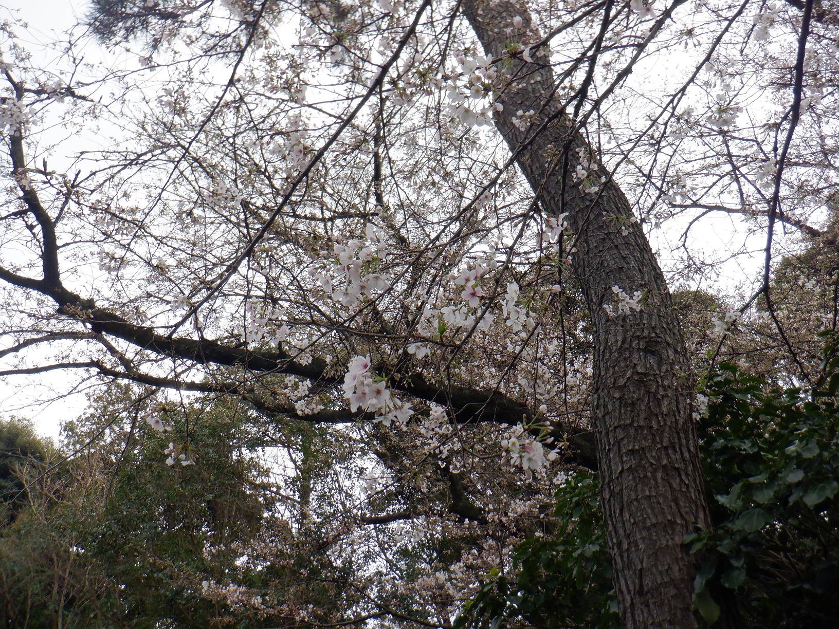 桜開花情報【2024年4月1日号】の写真