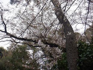 桜開花情報【2024年4月1日号】