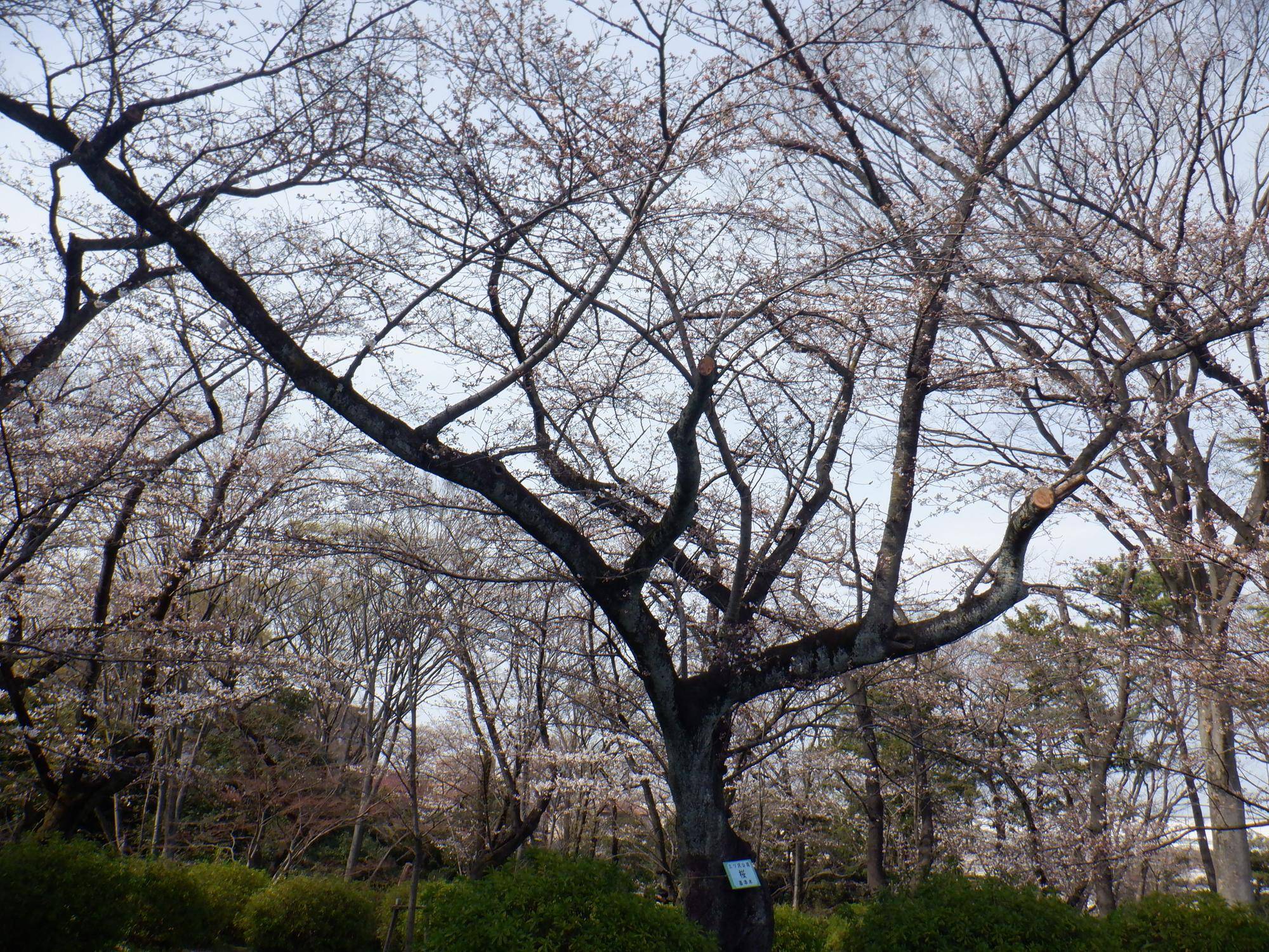 桜開花情報【2024年4月2日号】の写真