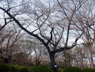 桜開花情報【2024年4月2日号】