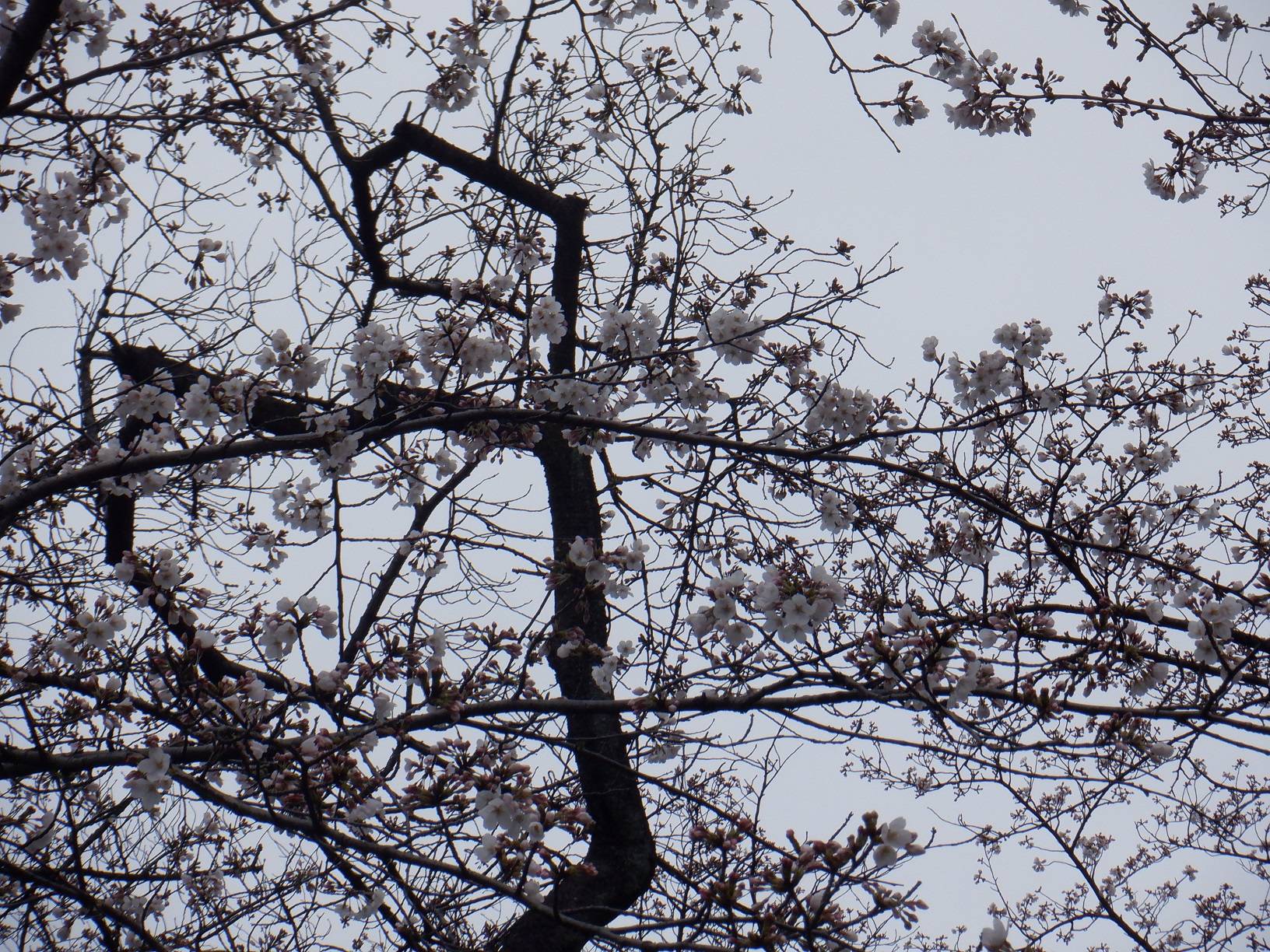 桜開花情報【2024年4月3日号】の写真