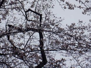 桜開花情報【2024年4月3日号】